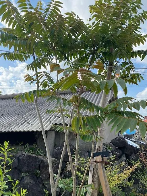 Gonae Reborn Villa Jeju South Korea